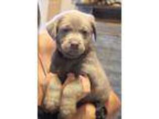 Labrador Retriever Puppy for sale in Grass Valley, CA, USA