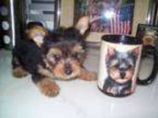 Yorkshire Terrier Puppy for sale in North Port, FL, USA