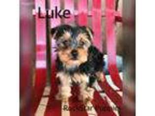 Yorkshire Terrier Puppy for sale in Clinton, AR, USA