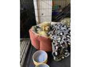 Golden Retriever Puppy for sale in Decatur, GA, USA