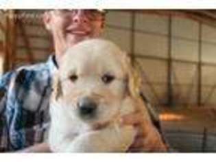 Golden Retriever Puppy for sale in Cope, CO, USA
