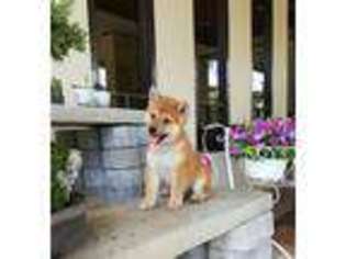 Shiba Inu Puppy for sale in LONG BEACH, CA, USA