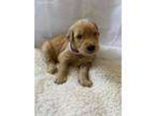 Golden Retriever Puppy for sale in Laurens, SC, USA