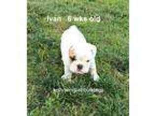 Bulldog Puppy for sale in Wheaton, MO, USA