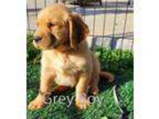 Golden Retriever Puppy for sale in Windsor, CA, USA