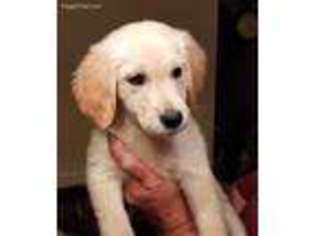 Golden Retriever Puppy for sale in Thomasville, GA, USA