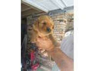 Golden Retriever Puppy for sale in Stanley, VA, USA