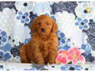 Goldendoodle Puppy for sale in Lititz, PA, USA