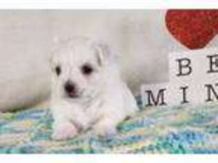 Maltese Puppy for sale in Fort Wayne, IN, USA