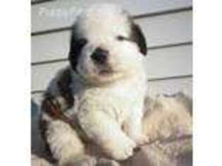 Saint Bernard Puppy for sale in Millington, MI, USA