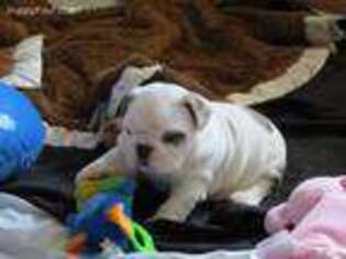 Bulldog Puppy for sale in Newville, PA, USA