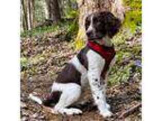 English Springer Spaniel Puppy for sale in Beaver Springs, PA, USA