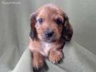 Dachshund Puppy for sale in Henderson, TX, USA