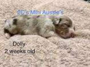 Miniature Australian Shepherd Puppy for sale in Woodward, OK, USA