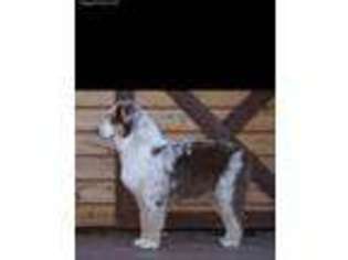 Australian Shepherd Puppy for sale in Sterling, OK, USA