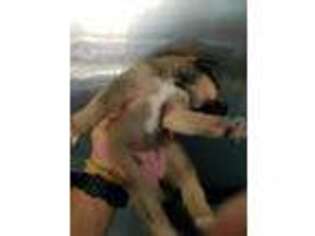 German Shepherd Dog Puppy for sale in Bayonne, NJ, USA
