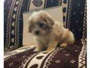 Cavachon Puppy for sale in Fennimore, WI, USA