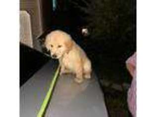 Golden Retriever Puppy for sale in Hopewell Junction, NY, USA