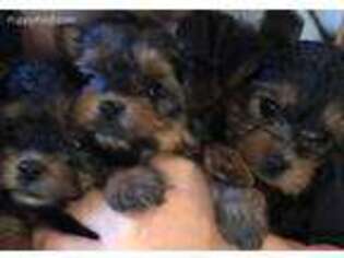 Yorkshire Terrier Puppy for sale in Ruby, SC, USA