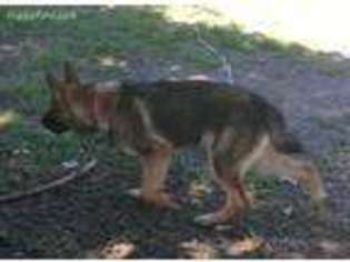 German Shepherd Dog Puppy for sale in Judsonia, AR, USA