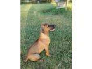 Rhodesian Ridgeback Puppy for sale in Elgin, TX, USA