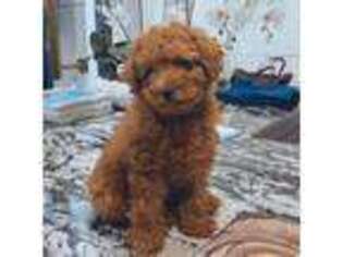 Cavapoo Puppy for sale in Jackson, TN, USA
