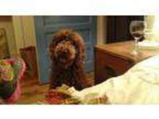 Labradoodle Puppy for sale in SANTA FE, NM, USA