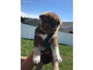 Siberian Husky Puppy for sale in Sparta, MI, USA