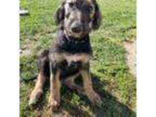 Irish Wolfhound Puppy for sale in Grantsville, UT, USA