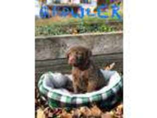 Chesapeake Bay Retriever Puppy for sale in Jewett, OH, USA