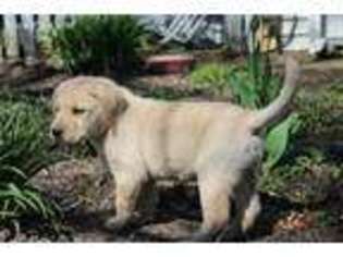 Labrador Retriever Puppy for sale in Carson City, MI, USA