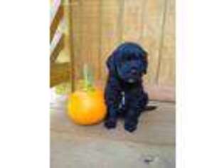 Goldendoodle Puppy for sale in Volant, PA, USA