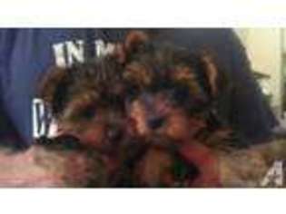 Yorkshire Terrier Puppy for sale in CORONA, CA, USA