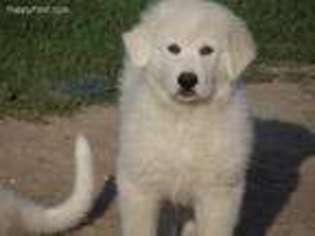 Great Pyrenees Puppy for sale in Copemish, MI, USA
