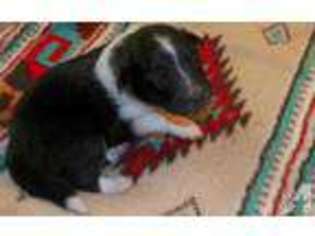 Shetland Sheepdog Puppy for sale in GARRISON, TX, USA