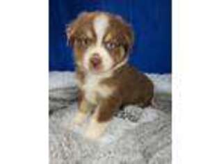 Miniature Australian Shepherd Puppy for sale in Rochelle, GA, USA