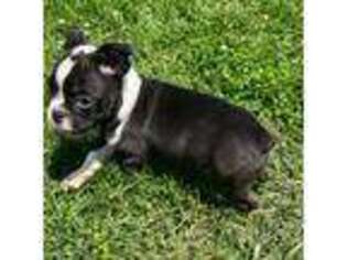 Bulldog Puppy for sale in Madison Heights, VA, USA