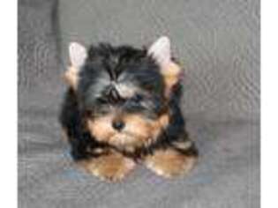 Yorkshire Terrier Puppy for sale in Gurnee, IL, USA