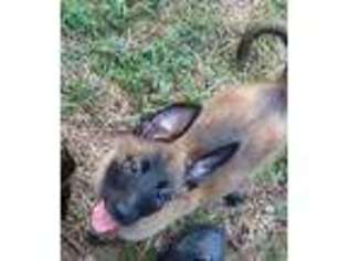 Belgian Malinois Puppy for sale in Wake Forest, NC, USA