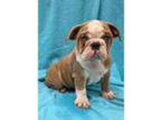 Bulldog Puppy for sale in Patterson, CA, USA
