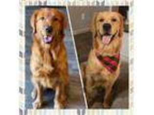 Golden Retriever Puppy for sale in Orting, WA, USA