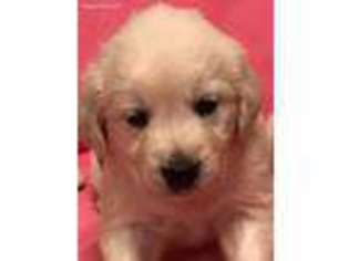 Golden Retriever Puppy for sale in Russell Springs, KY, USA