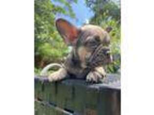 French Bulldog Puppy for sale in Corsicana, TX, USA