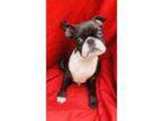 Buggs Puppy for sale in Albany, NY, USA