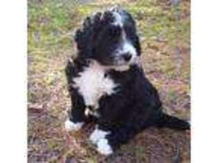 Mutt Puppy for sale in Washburn, WI, USA