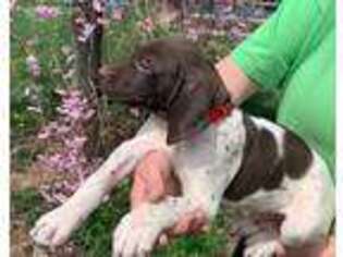 German Shorthaired Pointer Puppy for sale in Catawissa, PA, USA