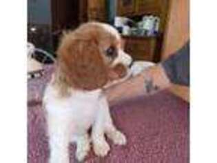 Cavalier King Charles Spaniel Puppy for sale in Waterloo, IA, USA