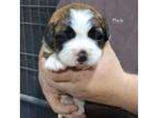 Saint Bernard Puppy for sale in Beresford, SD, USA