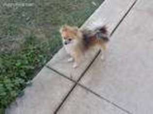 Pomeranian Puppy for sale in Stockton, CA, USA