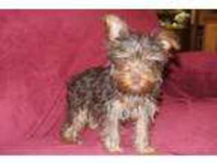 Yorkshire Terrier Puppy for sale in Lyons, NY, USA